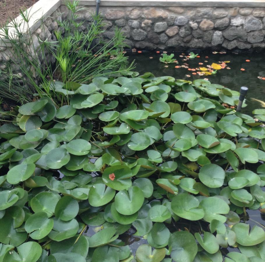 Garden Roomz Oman Maskat Dış mekan fotoğraf