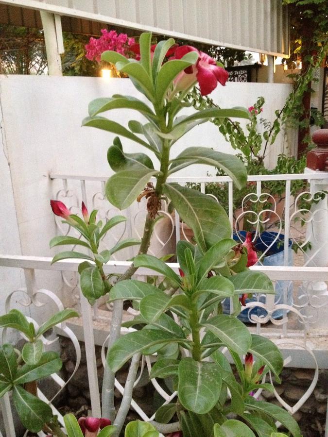 Garden Roomz Oman Maskat Dış mekan fotoğraf